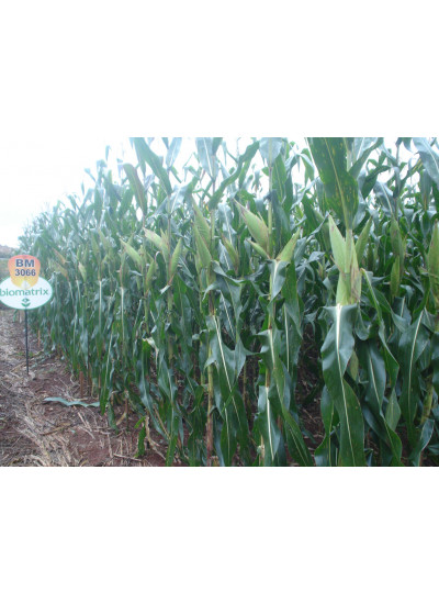 Sementes de Milho BM3066PRO3 - 2 kg - Grão, Silagem e Milho Verde 