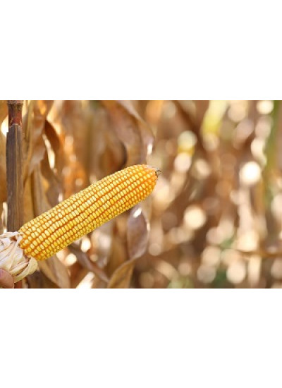 Sementes Milho BM855PRO3 - 60 m.s. - Grãos/Silagem