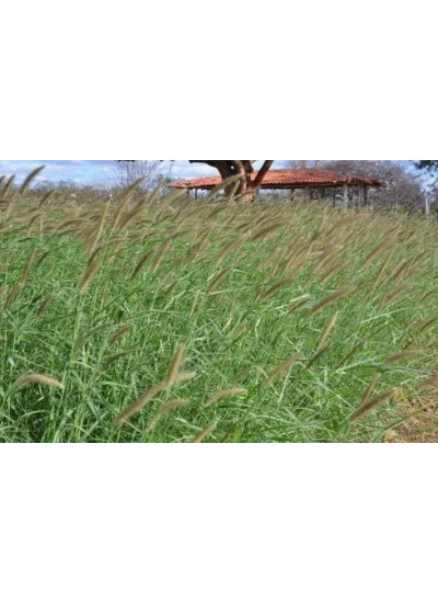 Sementes de CAPIM BUFFEL ARIDUS - 05 KG - R$ 35,15/KG