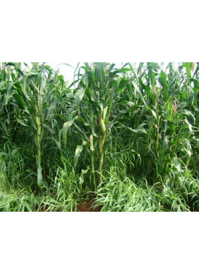 Sementes Brachiaria RUZIZIENSIS VC 80% - 20 kg - Sob Encomenda