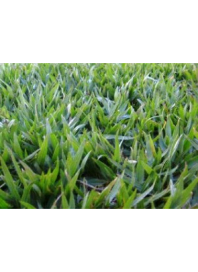 Sementes de GRAMA BATATAIS Revestidas - 30g/m2 - Embalagem 25 kg