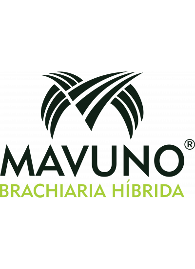 Sementes de Brachiaria Hibrida Mavuno VC 76% - 05 kg