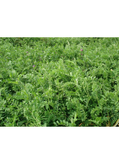 Sementes de Ervilhaca Comum - Embalagem 40 kg 