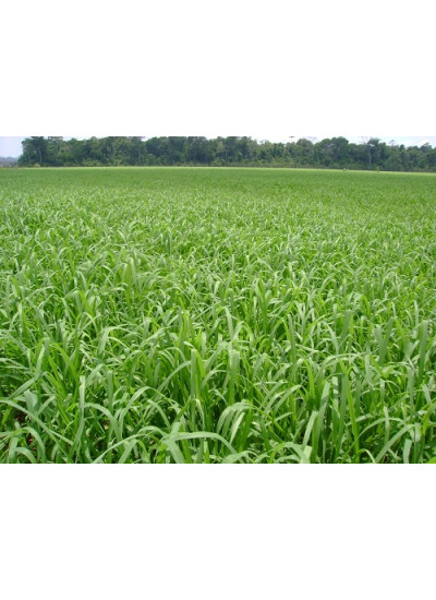 Sementes de BRACHIARIA HIBRIDA CV DUNAMIS - 20 kg 