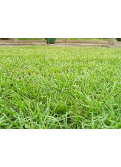 Sementes de GRAMA PENSACOLA VC 75% PURA - Embalagem 25 Kg