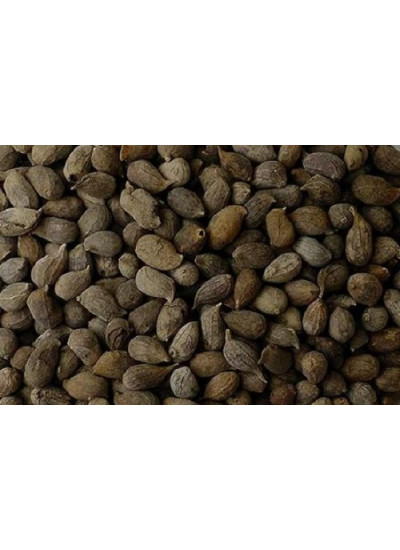 Sementes de Amendoim Forrageiro cv. Amarillo - Embalagem 10 kg 