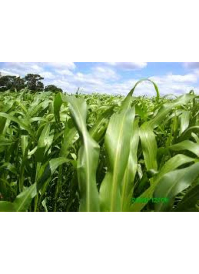 Sementes de Sorgo Forrageiro BM 500 - 10 kg
