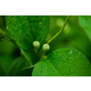 Fertilizante Foliar Super Amino - 1L - 1