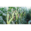 Sementes de Milho BM3063 BTMAX FORTIS - 60 m.s. - Grãos e Silagem - 2