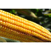 Sementes de Milho BM3063 BTMAX FORTIS - 60 m.s. - Grãos e Silagem - 1