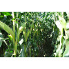 Sementes de Milho BM3066PRO3 - 2 kg - Grão, Silagem e Milho Verde - 3