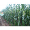 Sementes de Milho BM3066PRO3 - 2 kg - Grão, Silagem e Milho Verde - 1