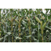 Sementes de Milho BM3066PRO3 - 2 kg - Grão, Silagem e Milho Verde - 2