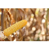 Sementes Milho BM855PRO3 - 60 m.s. - Grãos/Silagem - 1