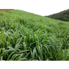 Sementes de Brachiaria ruziziensis cv. BRS INTEGRA Revestidas - 15 kg - CONSULTE O PREÇO! - 1