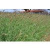 Sementes de CAPIM BUFFEL ARIDUS - 05 KG - R$ 35,15/KG - 1