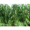 Sementes Brachiaria RUZIZIENSIS VC 80% - 20 kg - Sob Encomenda - 1