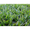 Sementes de GRAMA BATATAIS Revestidas - 30g/m2 - Embalagem 25 kg - 1