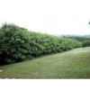Sementes de SANSÃO DO CAMPO - Embalagem de 01 kg - CONSULTE O PREÇO! - 1