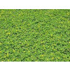 Sementes de AMENDOIM FORRAGEIRO cv. Amarillo - Embalagem 01 kg - 1