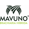 Sementes de Brachiaria Hibrida Mavuno VC 51% - 12 kg - Preço p/ kg R$ 49,91 - 1