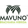 Sementes de Brachiaria Hibrida Mavuno VC 76% - 05 kg - 1