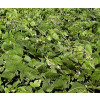 Sementes de MUCUNA PRETA (Grão Classificado) - Embalagem de 01 Kg - 2