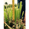 Sementes de Brachiaria Hibrida Mavuno VC 76% - 05 kg - 2