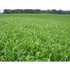 Sementes de BRACHIARIA HIBRIDA CV DUNAMIS - 20 kg - 1