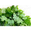 Sementes de Coentro Verdão SF 177 - Embalagem 500 g - Feltrin - 1