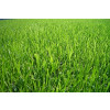 Sementes de GRAMA BERMUDA Incrustadas - 15 g / m2 - Embalagem de 01 Kg - CONSULTE O PREÇO! - 1