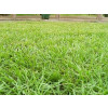 Sementes de GRAMA PENSACOLA VC 75% PURA - Embalagem 25 Kg - 1
