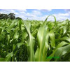 Sementes de Sorgo Forrageiro BM 500 - 10 kg - 1