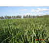 Sementes Brachiaria brizantha MG4 Revestida - 15 Kg - Sob Consulta - 2