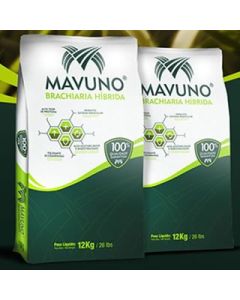 Sementes de Brachiaria Hibrida MAVUNO VC 51% - 12 kg - ENTREGA FUTURA 2025