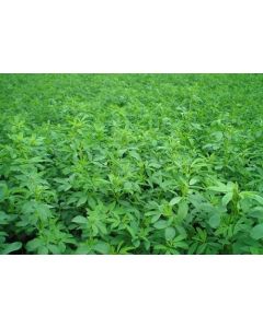 Sementes de ALFAFA CRIOUL.A - 1 kg 