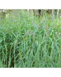 Sementes de ANDROPOGON gayanus cv. planaltina VC16% - 08 kg - R$ 12,99/kg - ENTREGA FUTURA 2.025