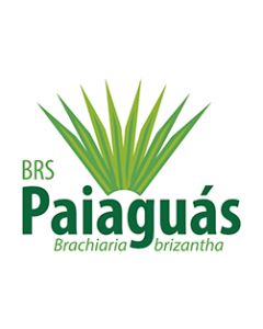 Sementes Brachiaria brizantha cv. BRS PAIAGUÁS Revestidas - 12 kg - R$ 27,65/kg - ENTREGA FUTURA 2025