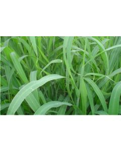 Sementes Panicum maximum cv. ARUANÃ Revestidas - 10 Kg - R$ 37,14/kg - ENTREGA FUTURA 2.025