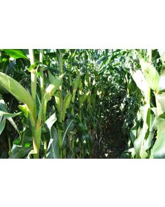 Sementes de Milho BM3066PRO3  - 60 m.s. - Grão, Silagem e Milho Verde - CONSULTE O PREÇO!