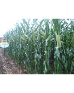 Sementes de Milho BM3066PRO3 - 2 kg - Grão, Silagem e Milho Verde 