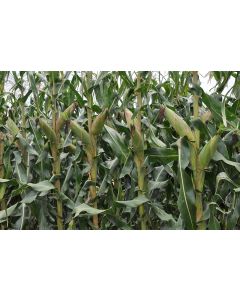 Sementes de Milho BM3066 BTMAX FORTIS NDB - 60 m.s. - Grão, Silagem e Milho Verde - CONSULTE PREÇO!
