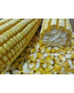 Sementes de Milho BM709PRO2 - 60 m.s. - Grão/Silagem - Sob Consulta