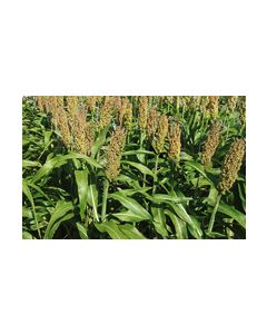 Sementes de Sorgo Granífero BM737 - Embalagem 10 kg
