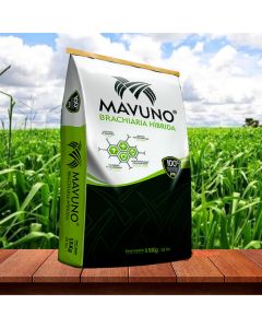 Sementes de Brachiaria Hibrida MAVUNO Incrustadas -  15 kg - ENTREGA FUTURA 2025