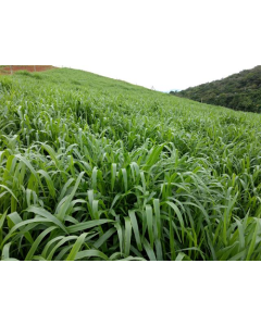 Sementes de Brachiaria ruziziensis cv. BRS INTEGRA VC 60% - 25 kg