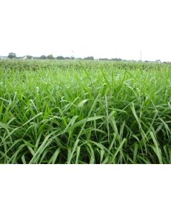 Sementes Brachiaria BRIZANTHA cv. MARANDU Revestidas - 12 kg - R$ 19,00/kg - ENTREGA FUTURA 2025