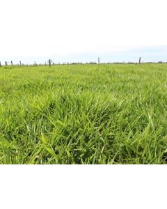 Sementes Brachiaria brizantha cv. BRS IPYPORÃ Revestidas - 10 kg - R$ 38,53/kg - SOB ENCOMENDA