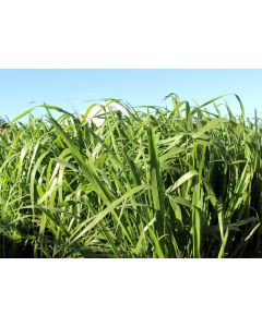 Sementes Panicum maximum cv. BRS TAMANI Revestidas - 12 kg - R$ 23,82/kg - ENTREGA FUTURA 2025