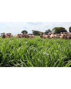 Sementes Panicum maximum cv. BRS QUÊNIA Revestidas - 12 kg